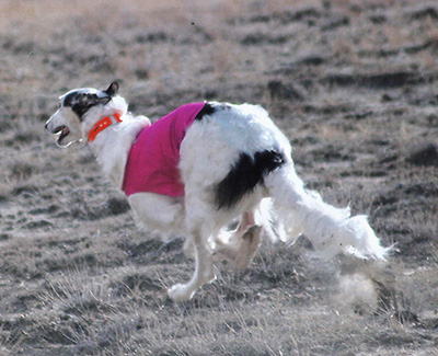 Top Open Field Courser 2005